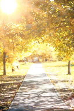 Parkta sonbahar arka plan