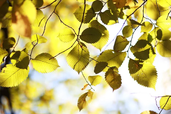 Parkta sonbahar arka plan