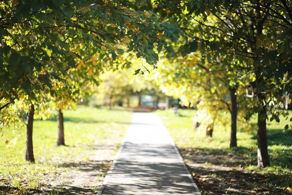 Autumn background in the park — Stock Photo, Image