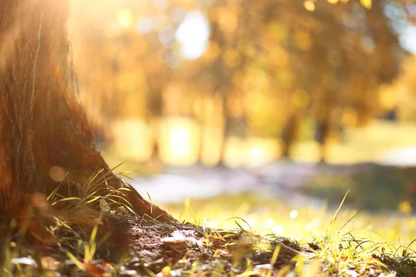 Fondo de otoño en el parque — Foto de Stock