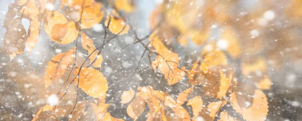 Bakgrunden hösten park i den första snön — Stockfoto