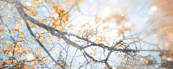 Bakgrunden hösten park i den första snön — Stockfoto