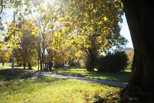 Herbst Hintergrund im Park — Stockfoto