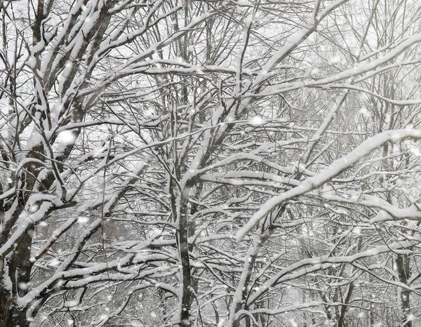 Winter park under the snow. A snowstorm in the city park. Park f — Stock Photo, Image