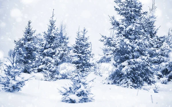 Landschaft Winter Bewölkter Tag Mit Schneebedeckten Feldern Und Wäldern — Stockfoto