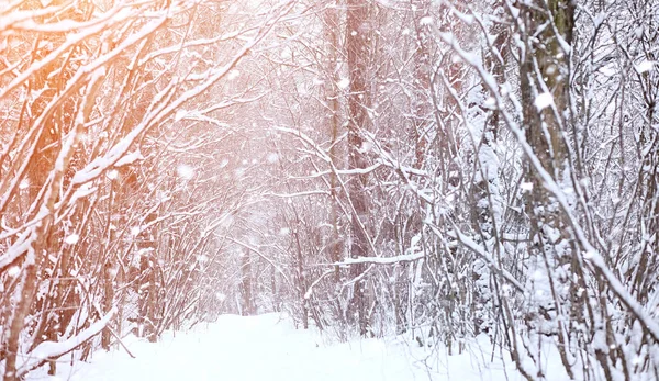 Kış manzara kar expanses kaplı. Kışın bir parkta — Stok fotoğraf