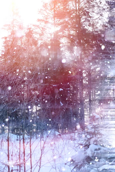 Χειμώνας δάσος σε μια ηλιόλουστη ημέρα. Τοπίο μέσα στο δάσος σε ένα χιονισμένο — Φωτογραφία Αρχείου