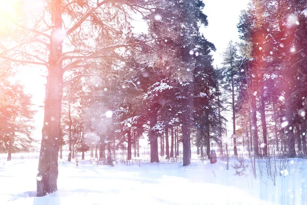 Forêt d'hiver par une journée ensoleillée. Paysage dans la forêt sur une neige — Photo