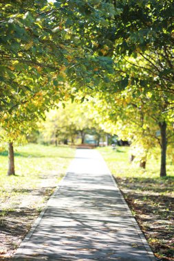 Parkta sonbahar arka plan