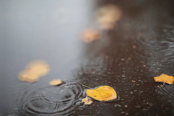 Lluvia de fondo de otoño en el parque —  Fotos de Stock