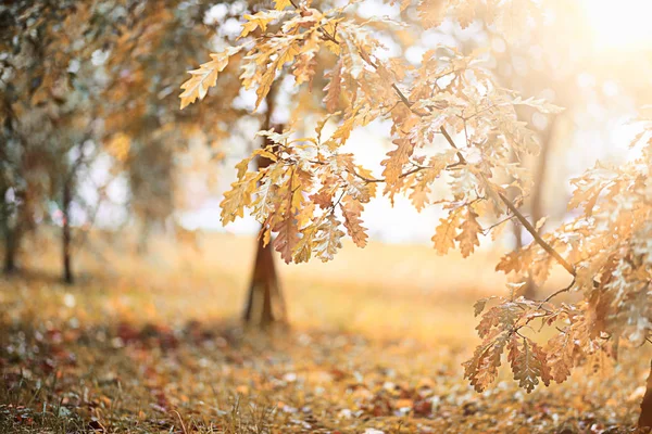 Pluie d'automne dans le parc — Photo