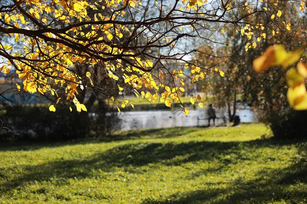 Tło jesień w parku — Zdjęcie stockowe