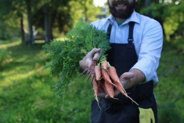havuç hasat bir elinde tutan bahçıvan adam