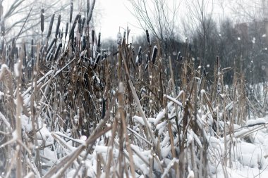 kar kış ağacında çimen