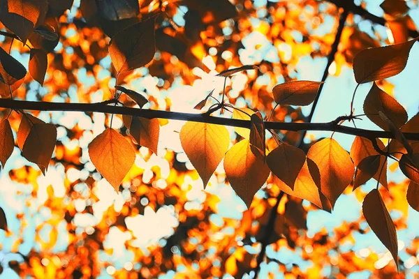 Laranja folhas de outono de árvores no céu azul claro — Fotografia de Stock