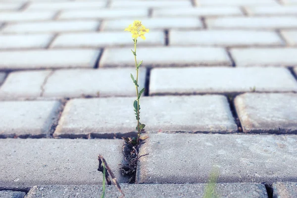 Petite fleur poussant à travers la pierre de pavage au coucher du soleil — Photo