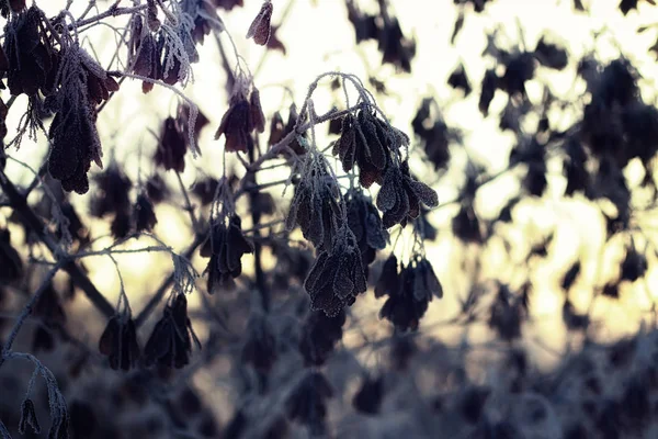 Frost auf Bäumen im Winter — Stockfoto