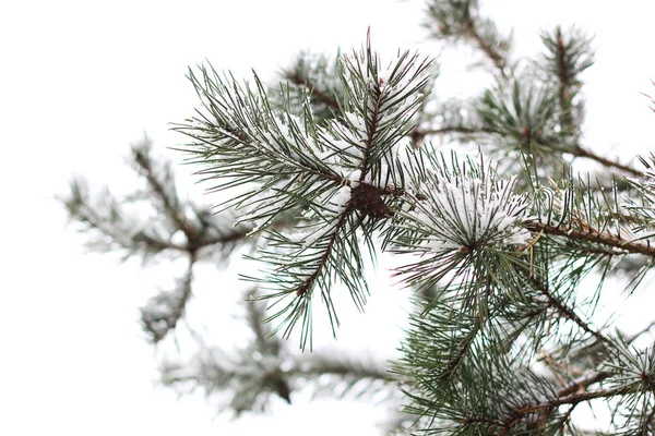 First winter snow branches — Stock Photo, Image