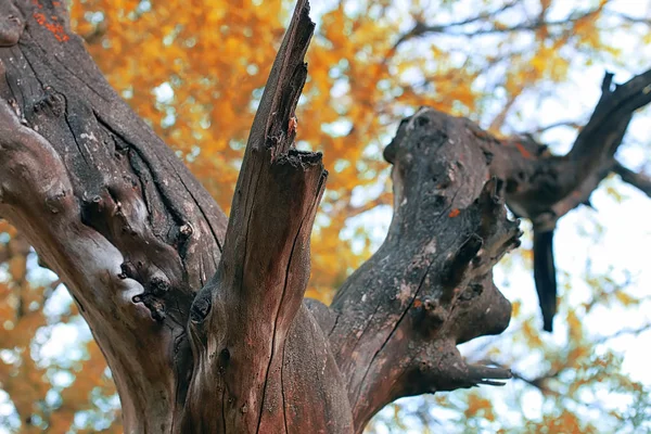 Viejo árbol seco texturizado al comienzo de la primavera —  Fotos de Stock