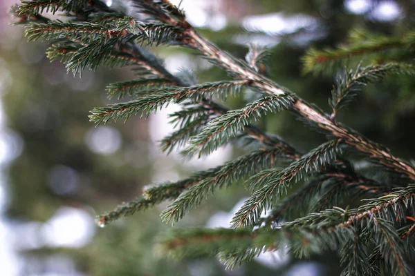 Tree branches in winter — Stock Photo, Image