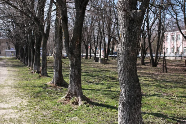 Basura rama en el parque — Foto de Stock