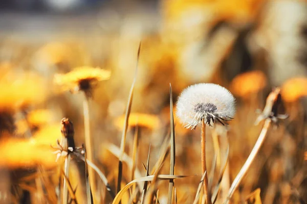 Sonbahar doğa. Yaprakları ve çalılar p sarı yaprakları ile — Stok fotoğraf