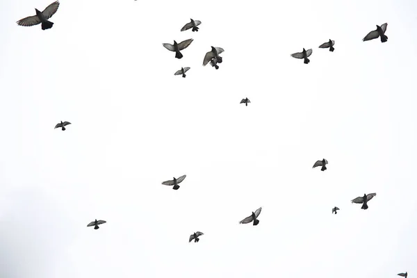 Hejno holubů létá po obloze. Ptáci létají vůči s — Stock fotografie
