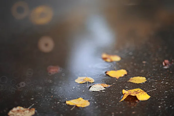 秋天背景雨在公园里 — 图库照片