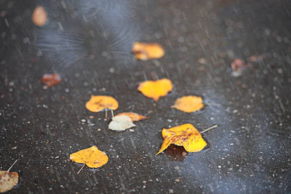 Chuva de outono no parque — Fotografia de Stock