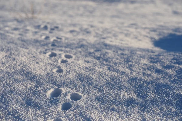 雪写真素材 ロイヤリティフリー雪画像 Depositphotos 雪写真素材 ロイヤリティフリー雪画像 Depositphotos