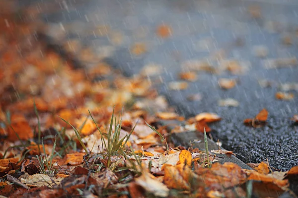 Herfst regen in het park — Stockfoto