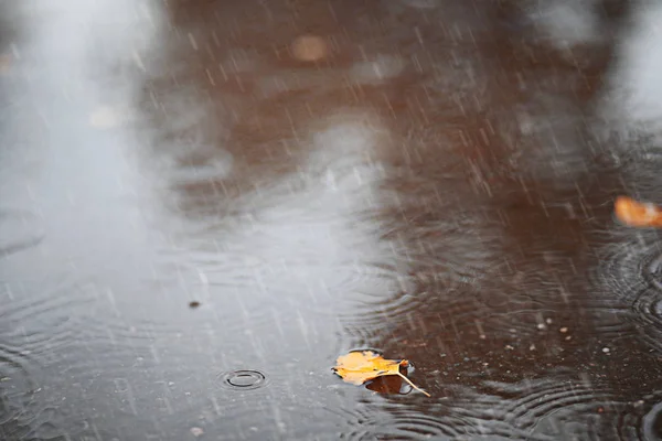 Herfst regen in het park — Stockfoto