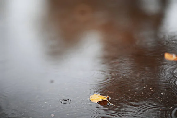 Jesienny deszcz zadumany w parku — Zdjęcie stockowe