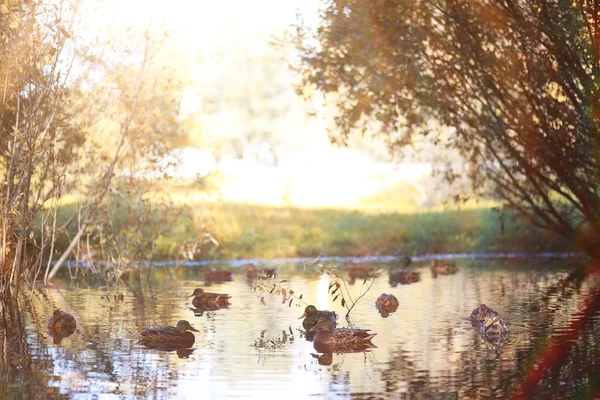 Achtergrond van de herfst in het park — Stockfoto