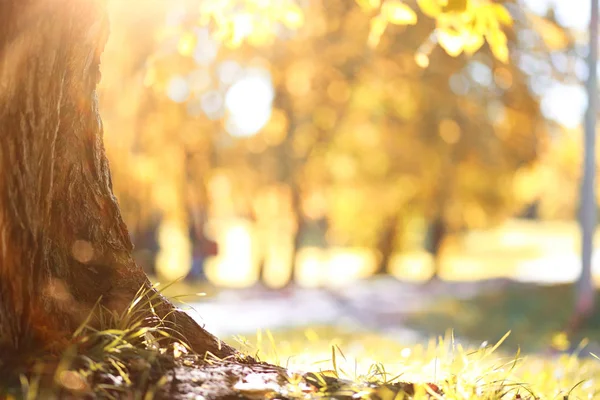 Autumn Park man walking along a path foliage — Stock Photo, Image