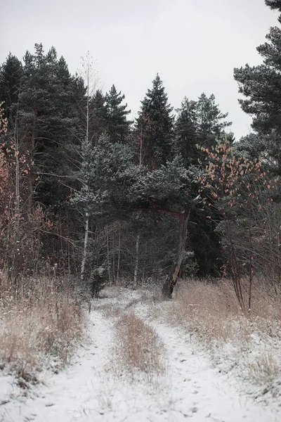 Winter forest. Landschap van winter bos op een zonnige dag. Sneeuw-c — Stockfoto