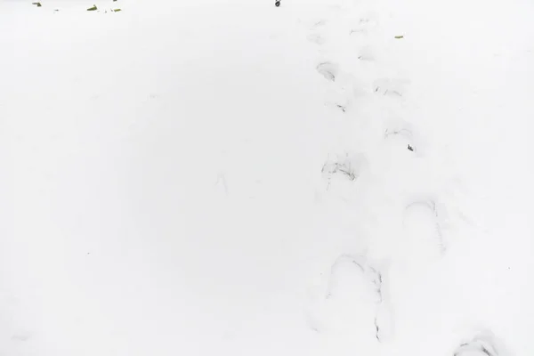 Fußabdrücke im Schnee. Fußspuren auf dem ersten Schnee. Impressum von — Stockfoto