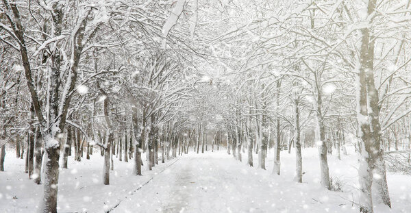 Зимний парк под снегом. В городском парке снежная буря. Парк f