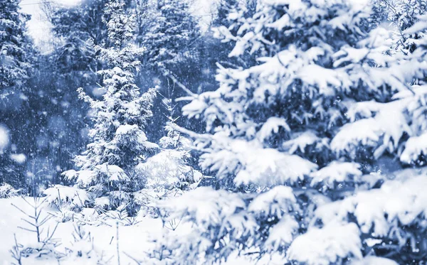 Lanskap di hari musim dingin — Stok Foto