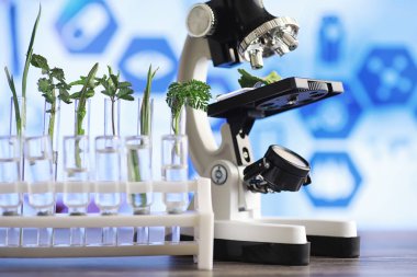 Mikroskop ve laboratuvarda masada ayrılıklar. Yeşiller gmos üzerinde çalışma.