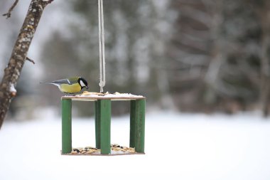Çukurdaki küçük titmouse yiyor. Kış kuşu.