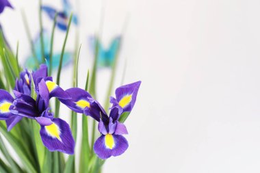 Beyaz bir arka plan üzerinde mor süsen