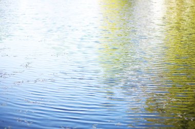 Göletteki nilüferler. Küçük bir parça su bitkisi..