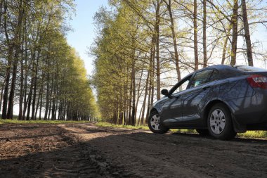 Yatay yaz mevsimindeyiz. Yeşil ağaç ve otların arasında kırsal arazi
