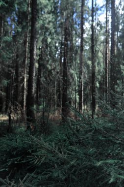 Çam ormanı. Bir ormanın derinliklerinde. Orman yolları ile yolculuk. T