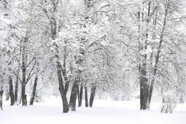 Kış manzarası. Karların altındaki orman. Parkta kış.