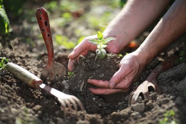 Eller yere iniş için küçük Fideler