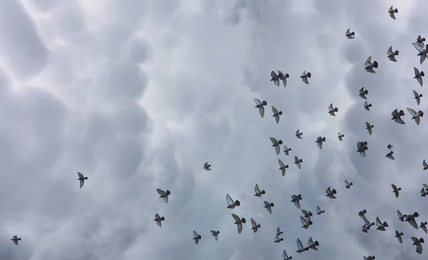 Rain clouds in the sky and a flock of pigeons. The religious con — Stock Photo, Image