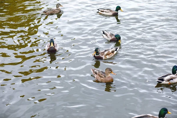 Vögel auf dem Teich. ein Schwarm Enten und Tauben am Wasser. mi — Stockfoto
