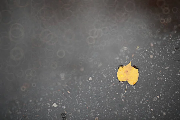 Herbstlicher Regen im Park — Stockfoto